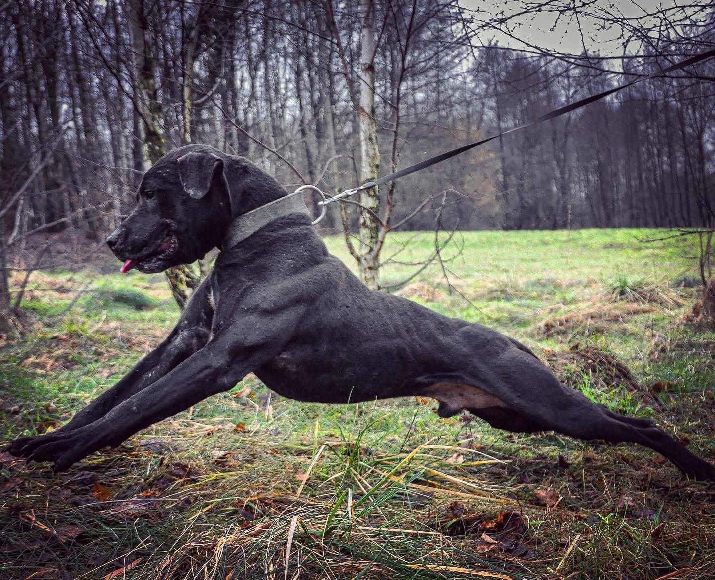 Photo of the dog