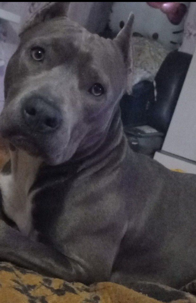 Photo of the dog