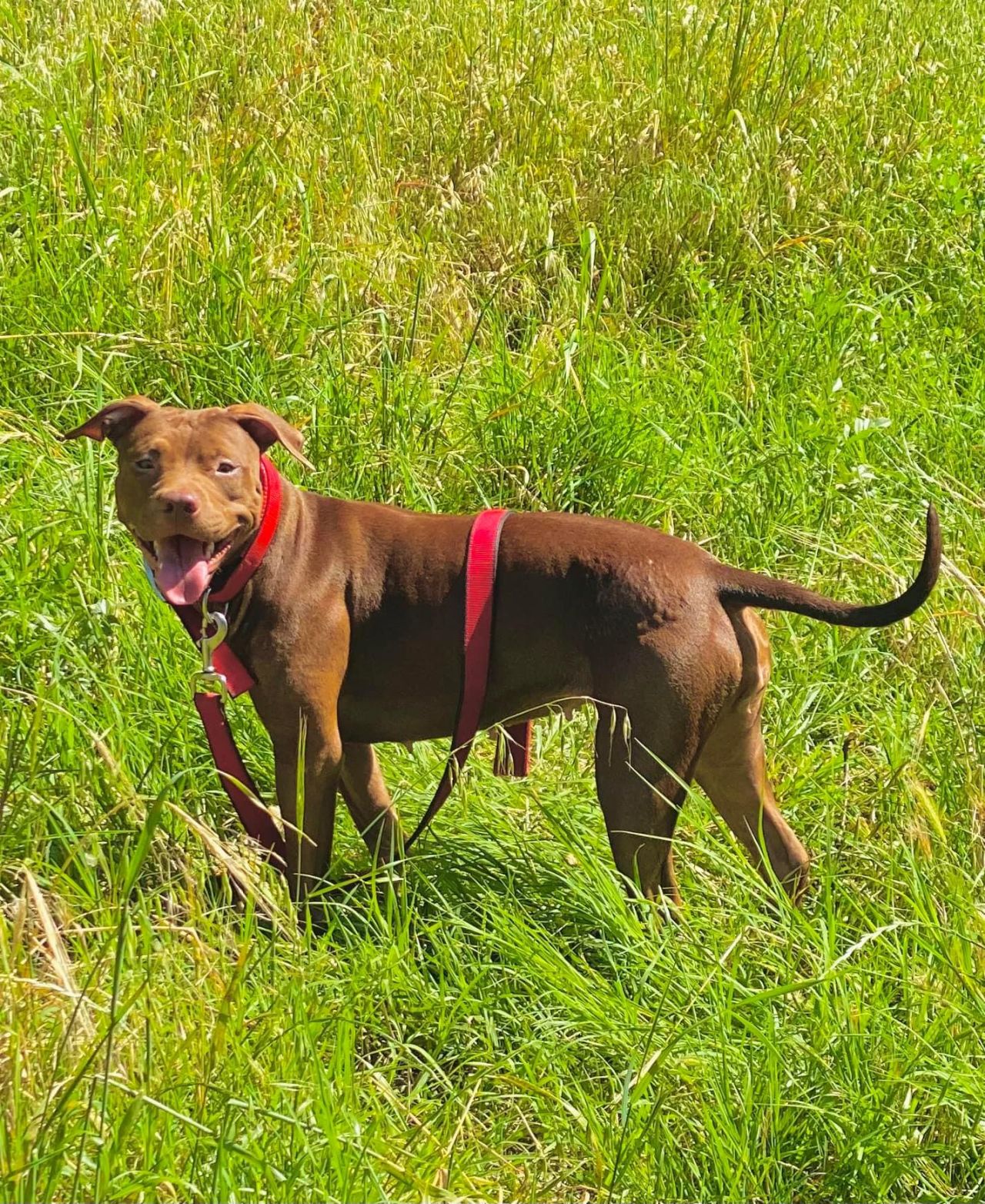 Photo of the dog