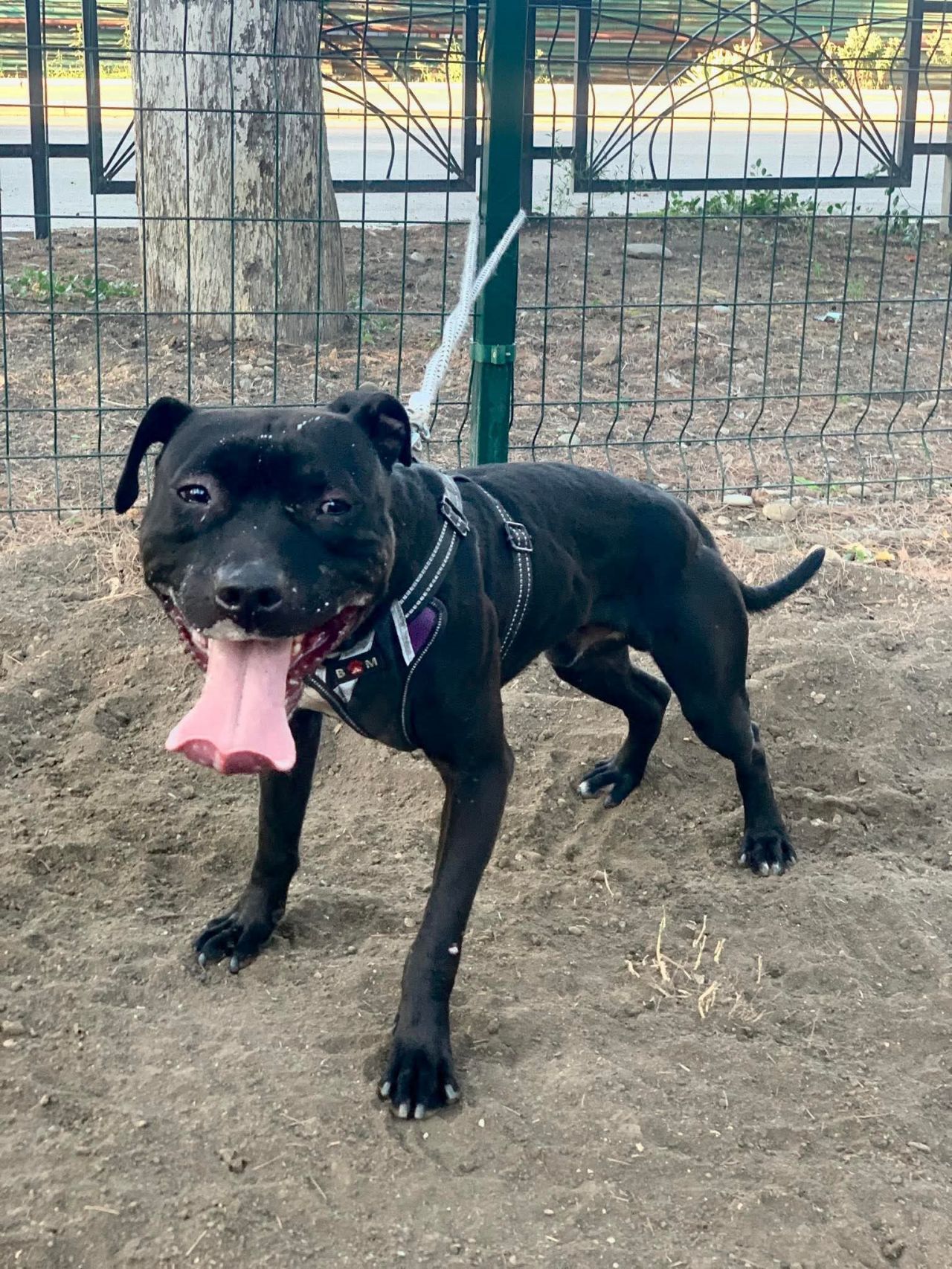 Photo of the dog