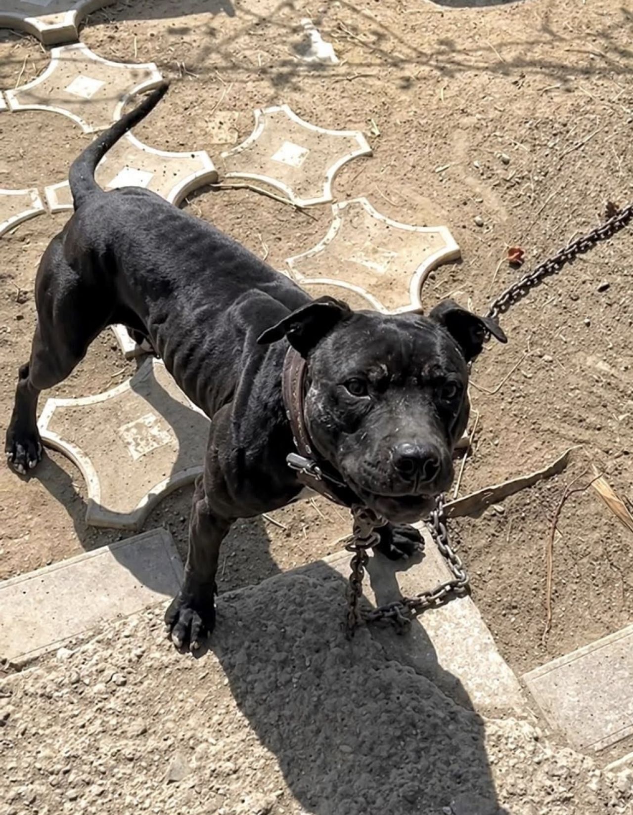 Photo of the dog