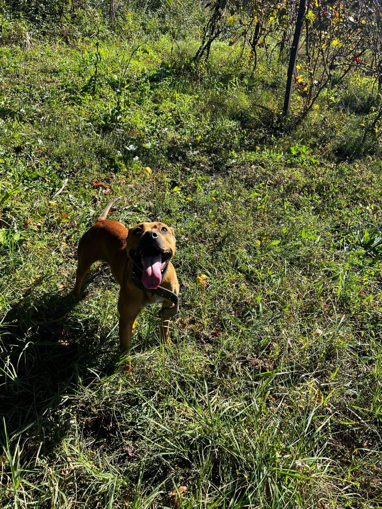 Photo of the dog