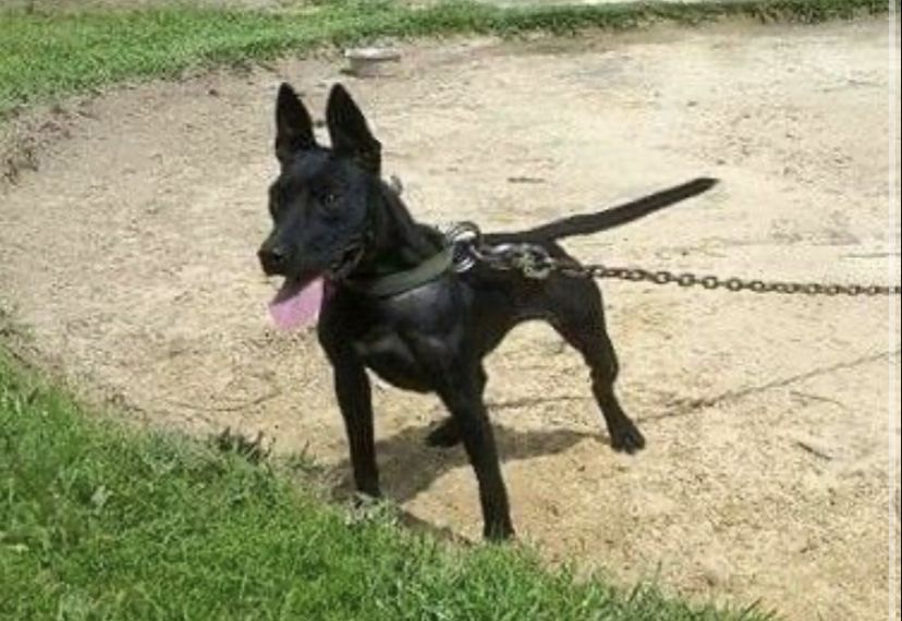 Photo of the dog