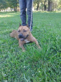 Photo of the dog