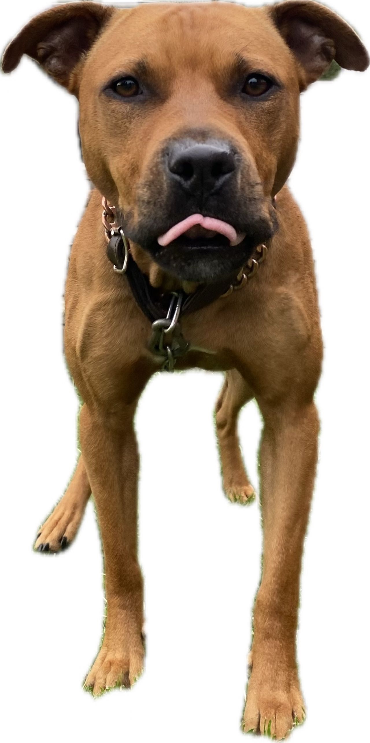 Photo of the dog