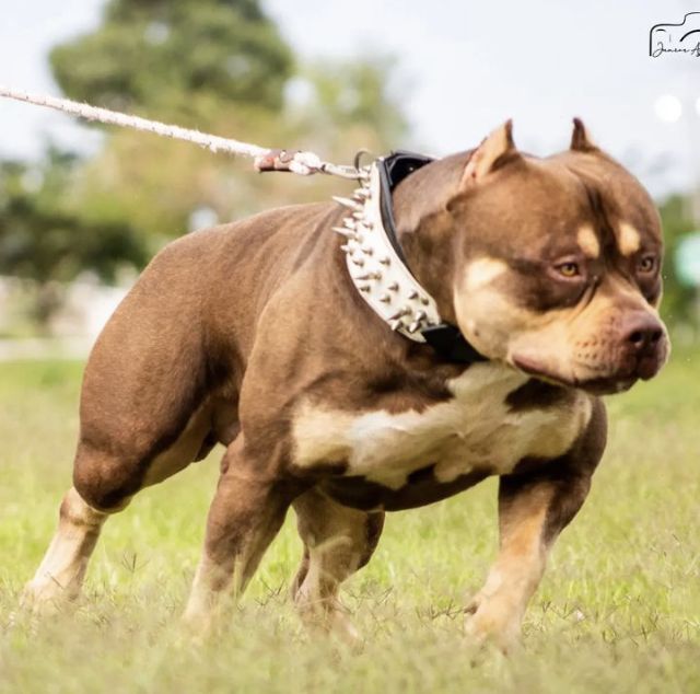 Photo of the dog