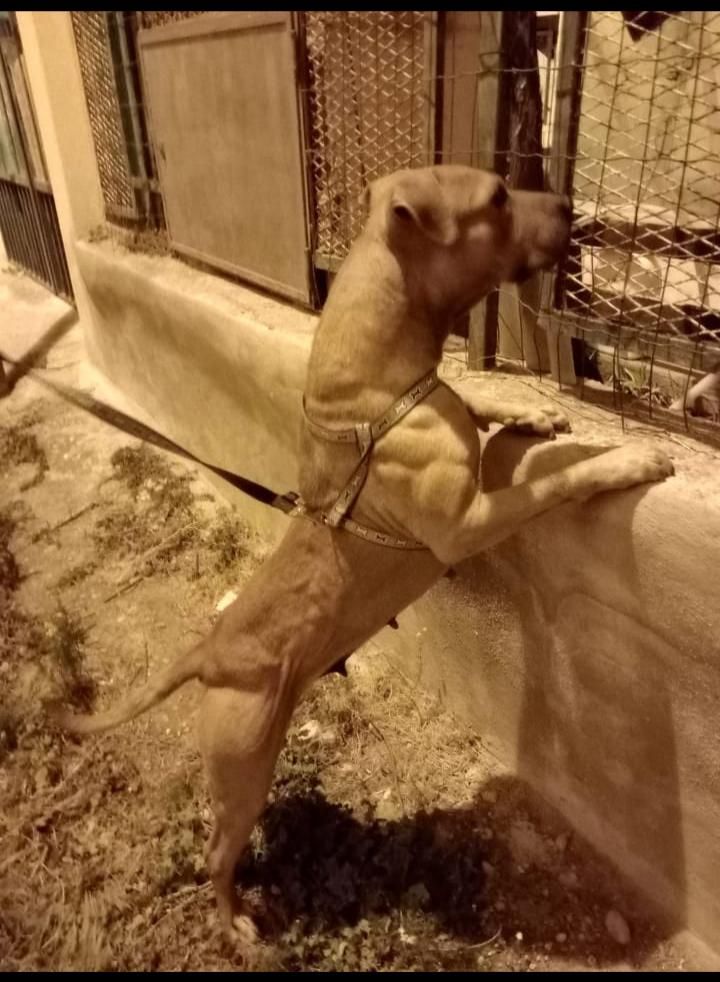 Photo of the dog