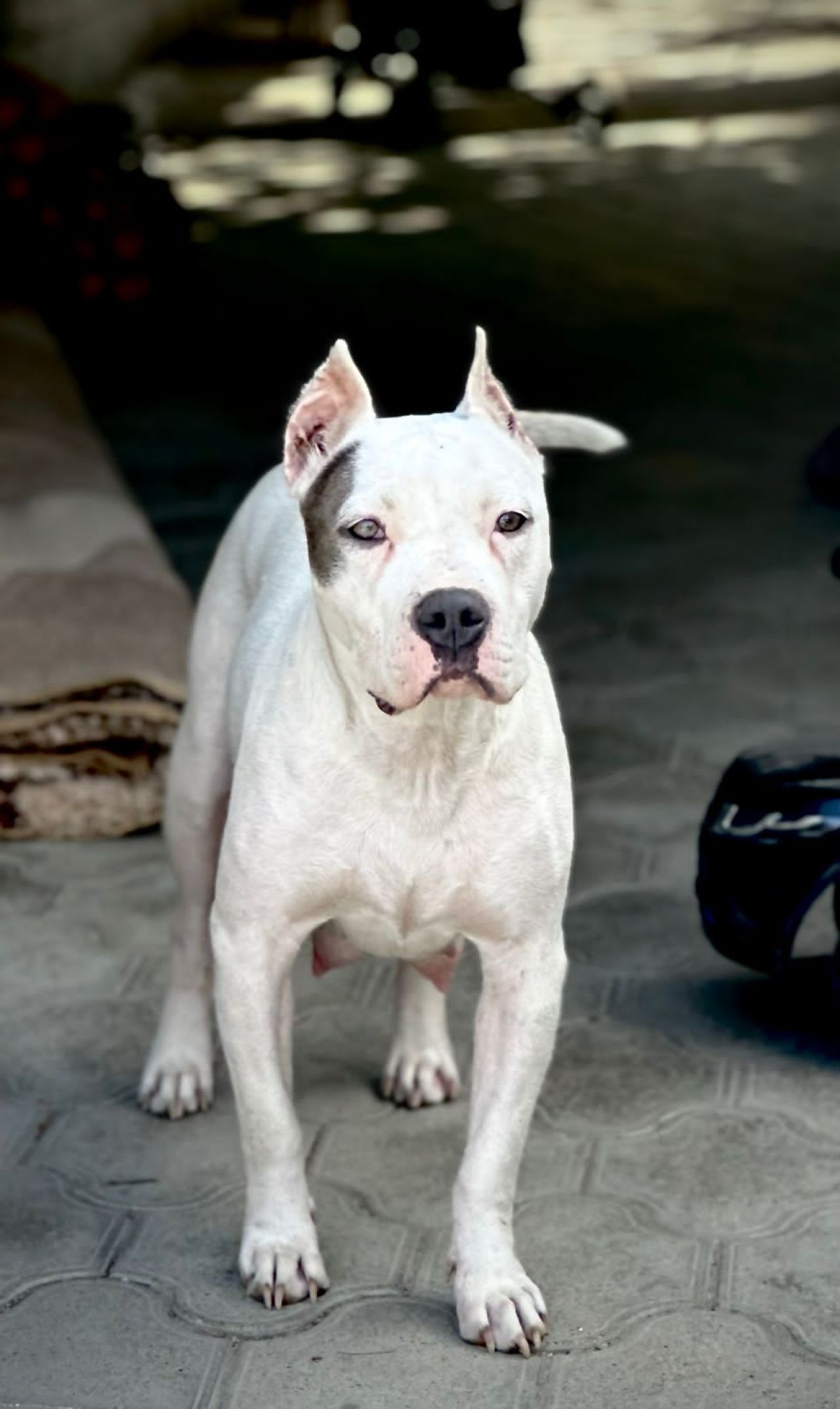 Photo of the dog