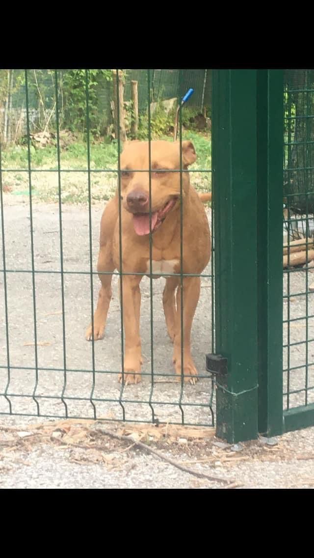 Photo of the dog