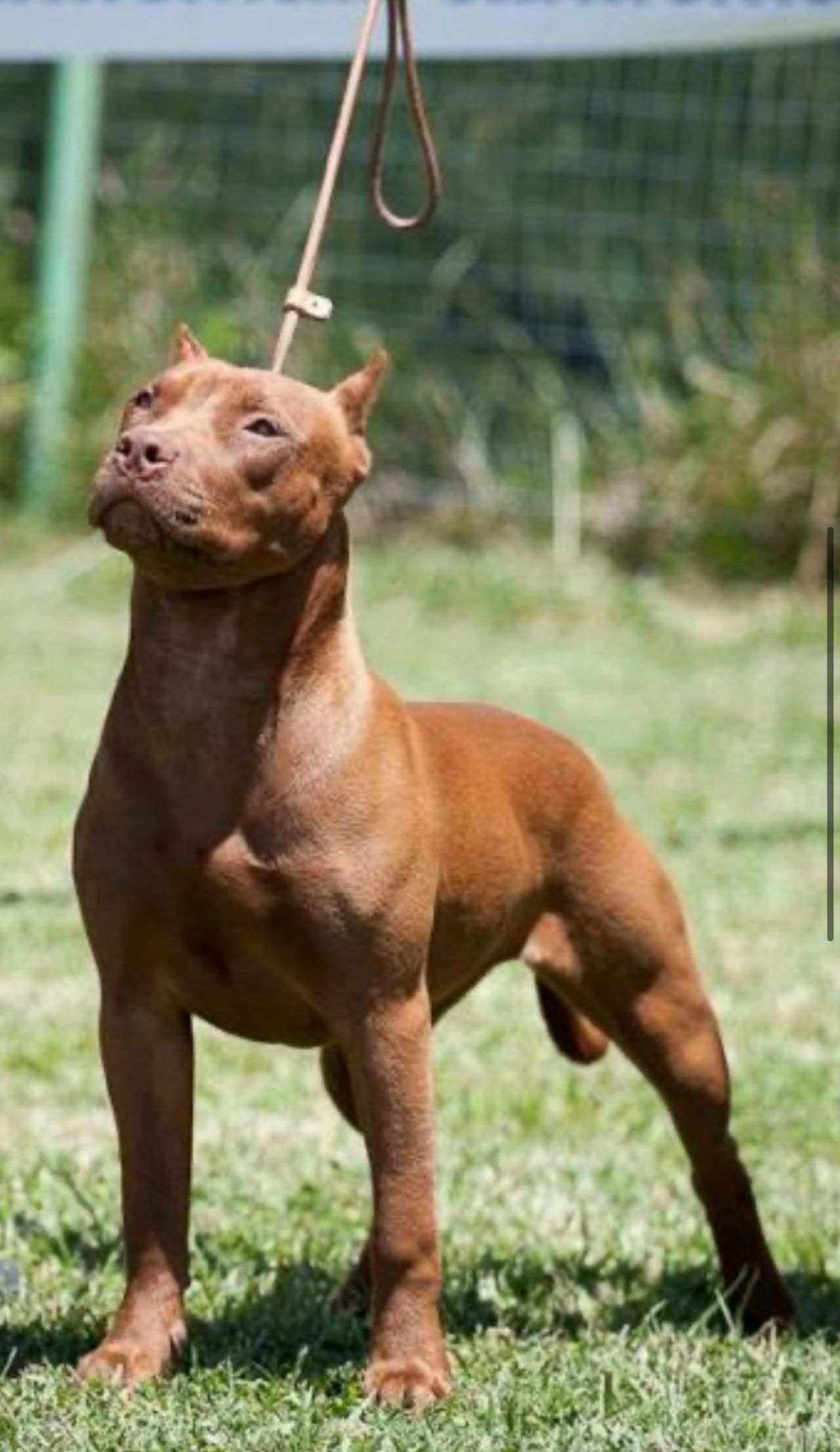 Photo of the dog