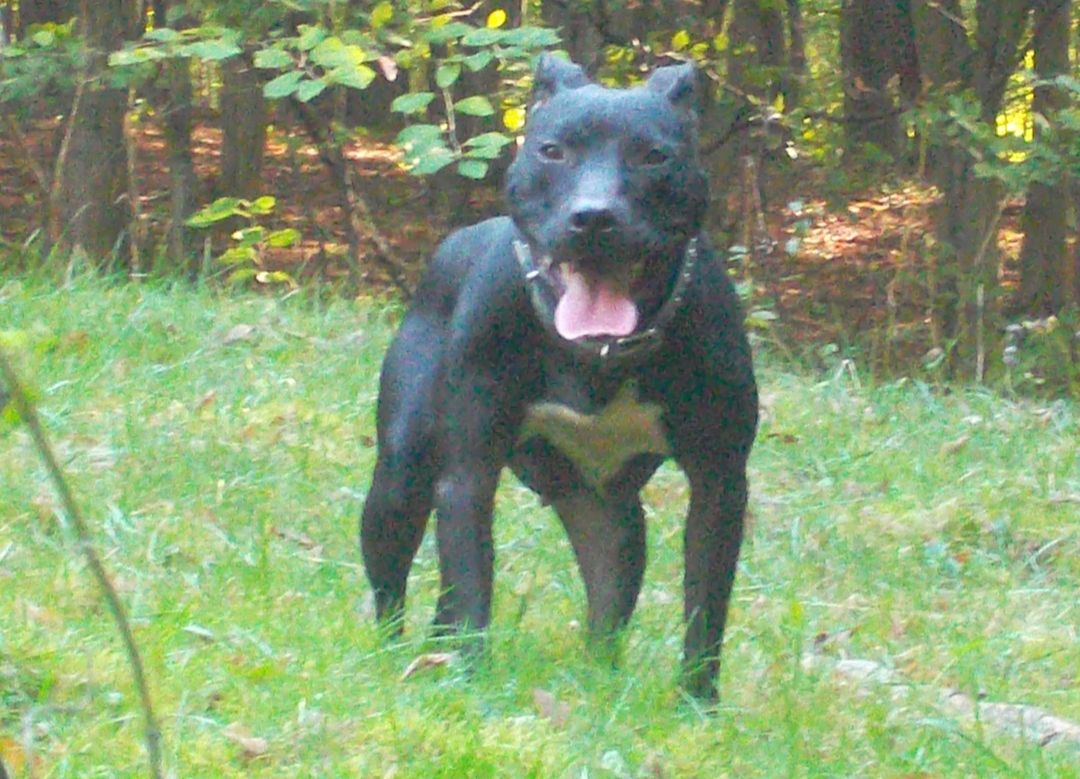 Photo of the dog