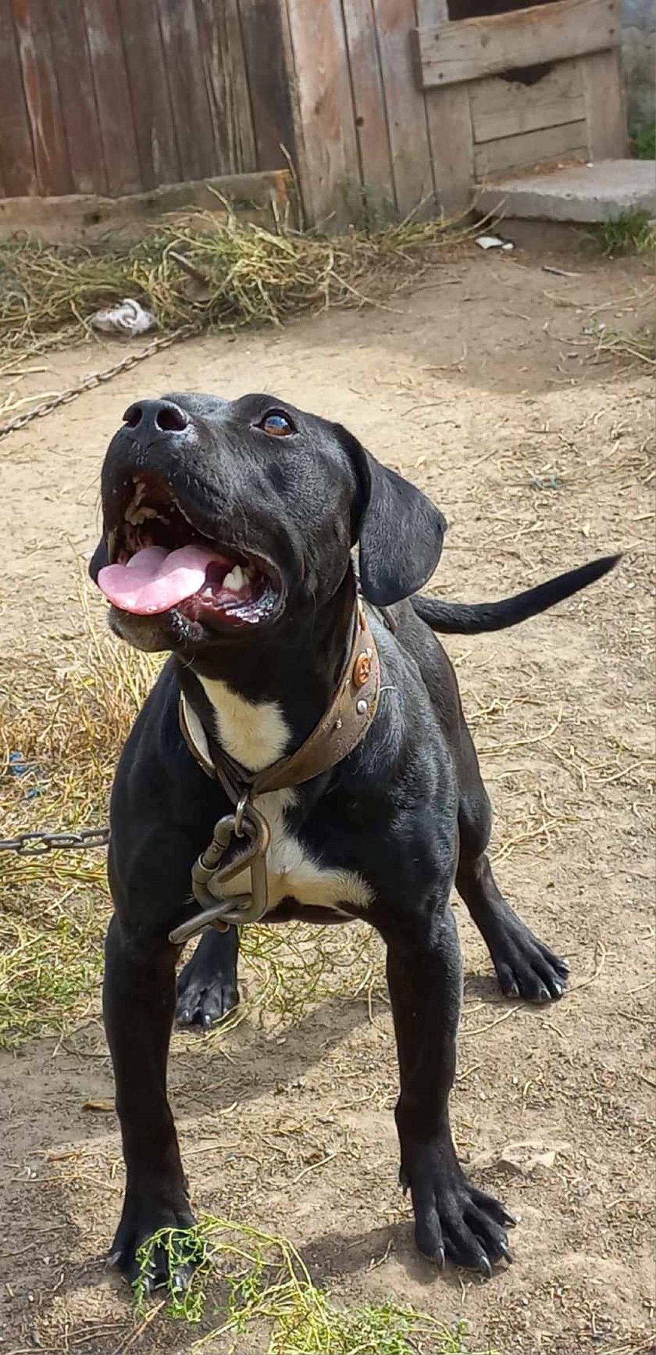 Photo of the dog