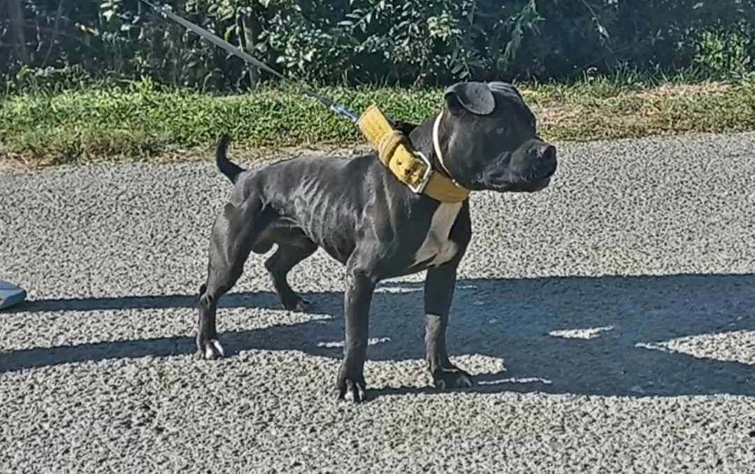 Photo of the dog