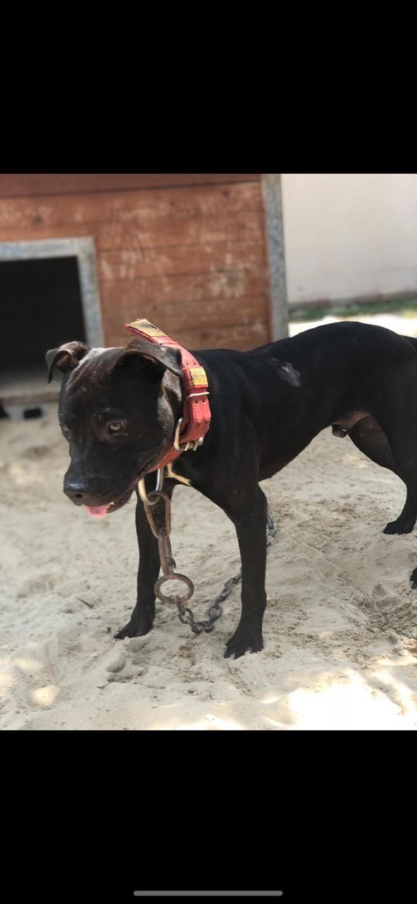 Photo of the dog
