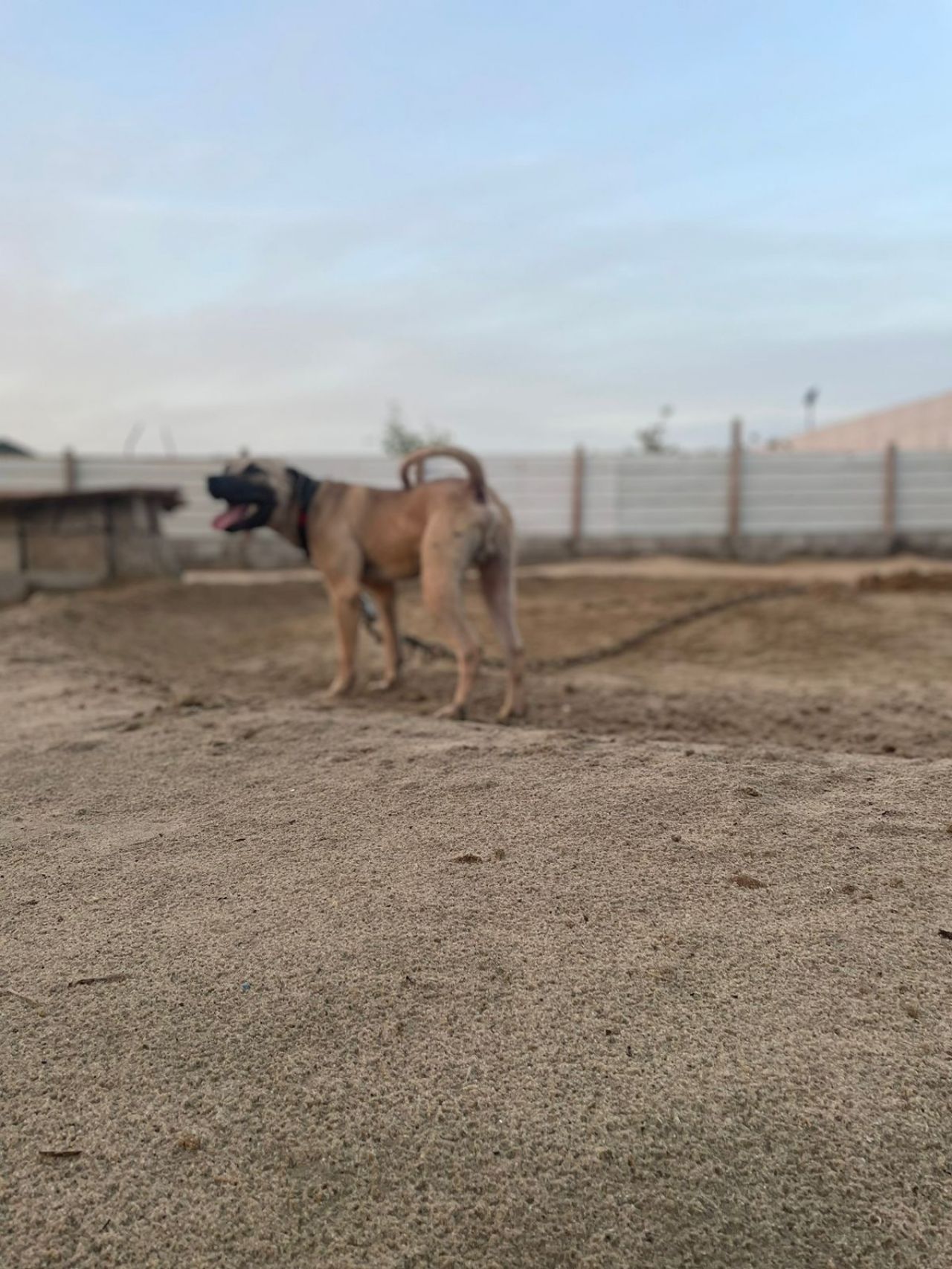 Photo of the dog