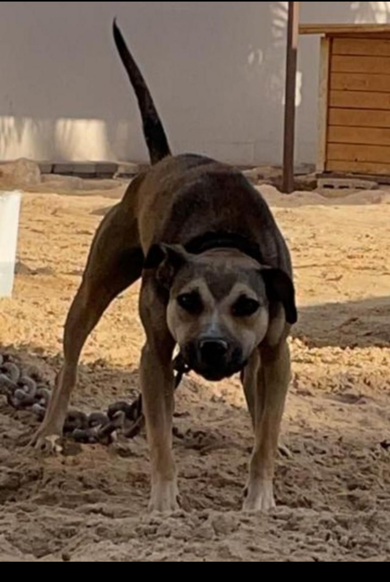 Photo of the dog