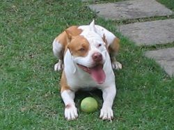 Photo of the dog