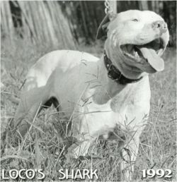 Photo of the dog