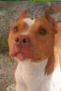 Photo of the dog