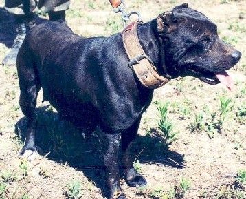 Photo of the dog