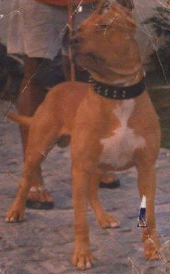 Photo of the dog