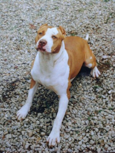 Photo of the dog