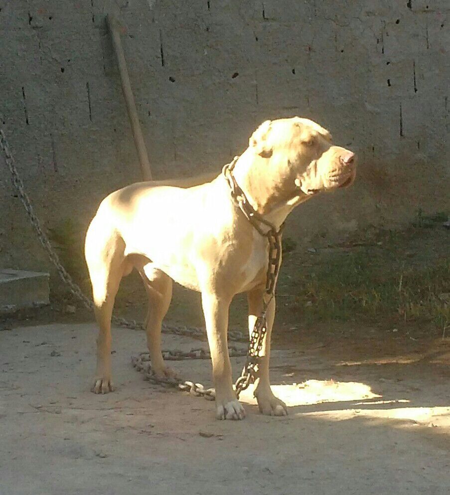 Photo of the dog