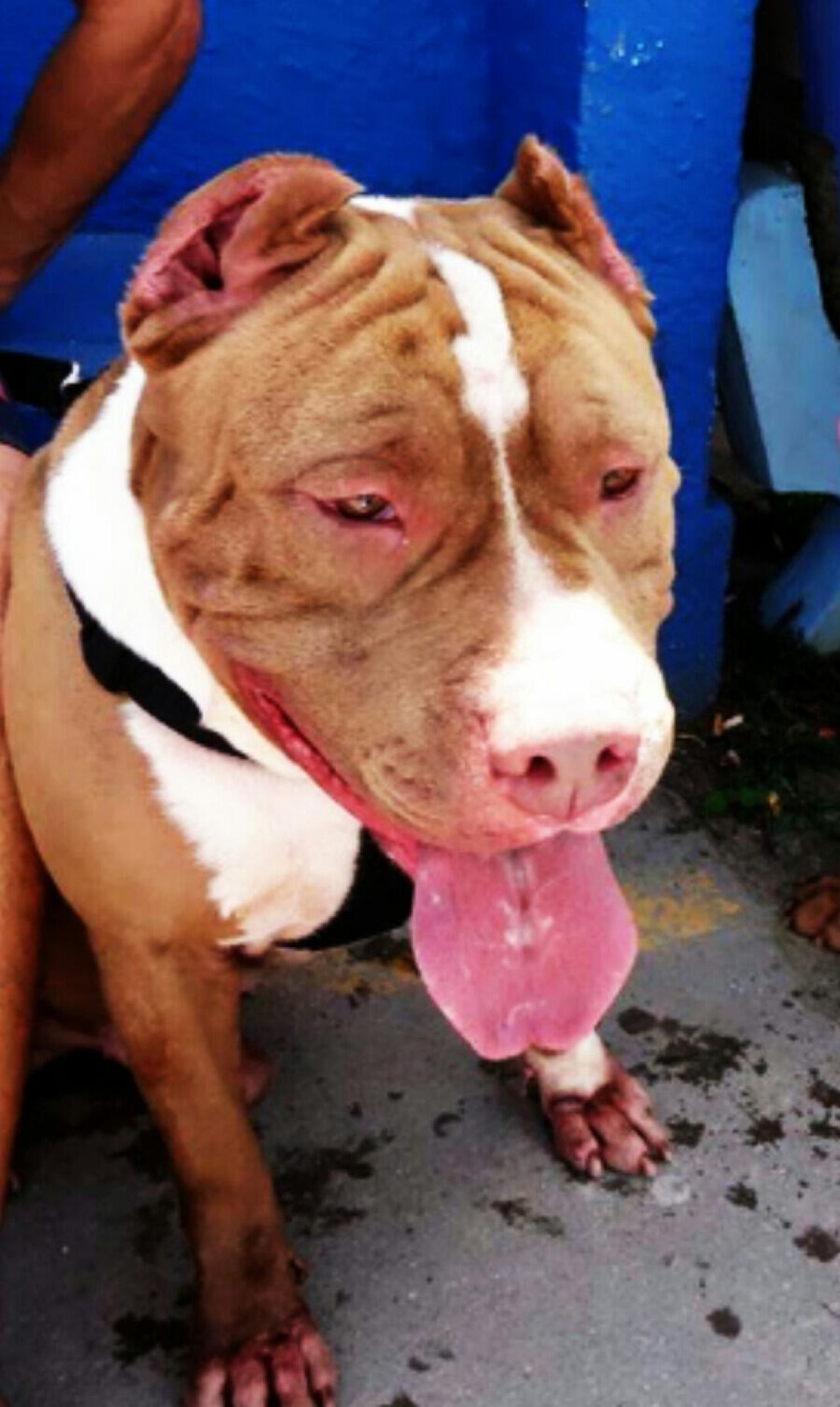 Photo of the dog