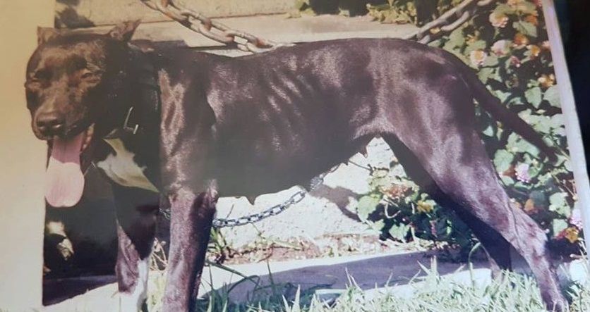 Photo of the dog