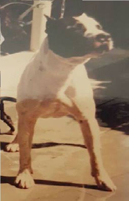 Photo of the dog