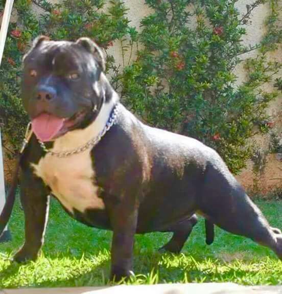 Photo of the dog