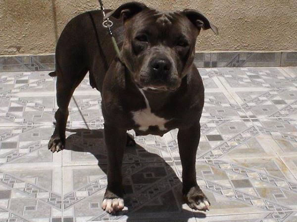 Photo of the dog