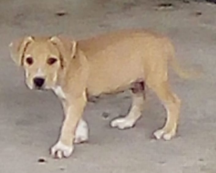 Photo of the dog