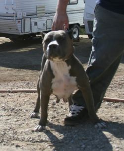 Photo of the dog