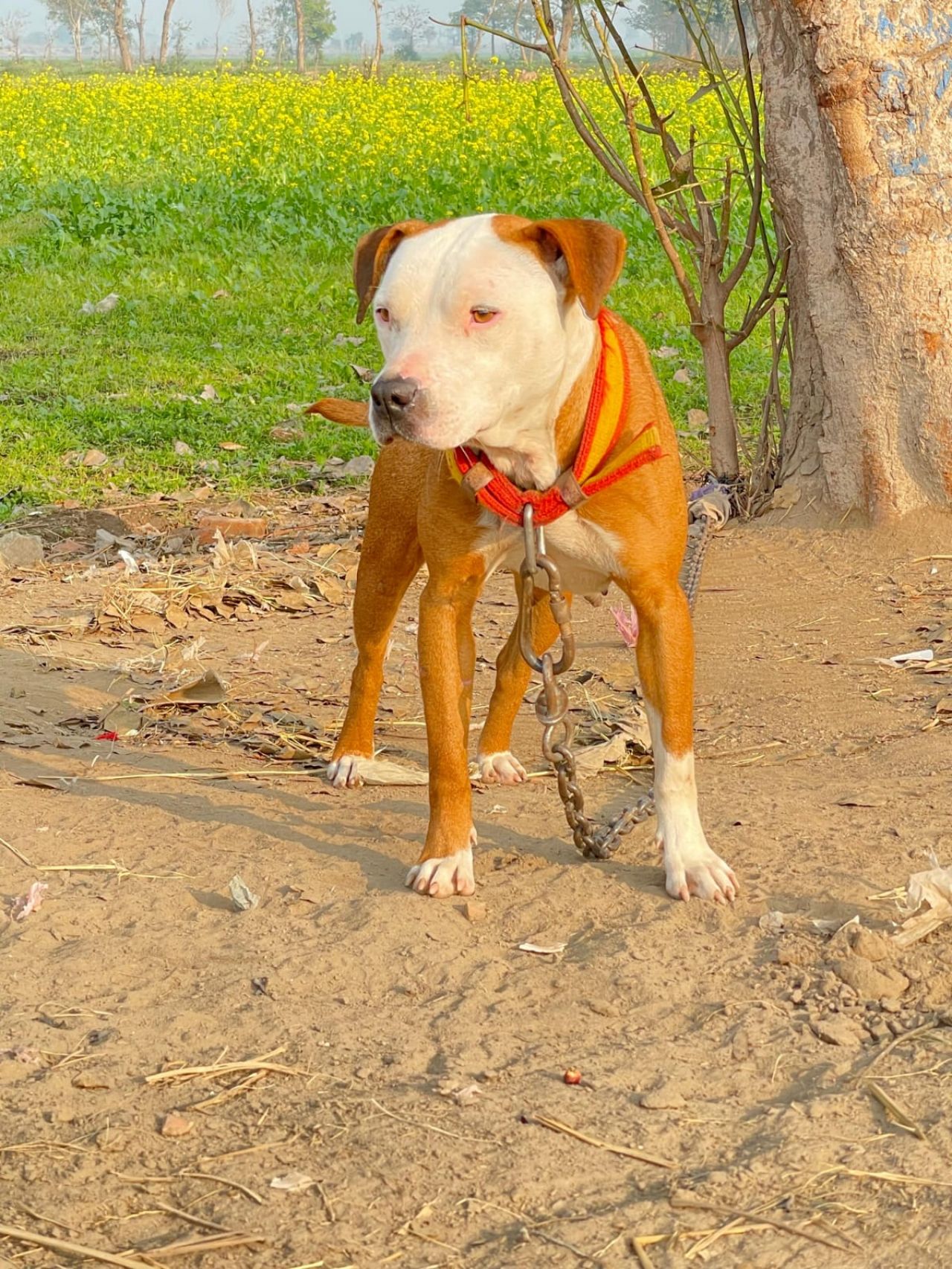 Photo of the dog