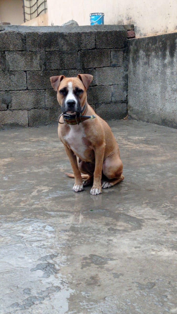 Photo of the dog