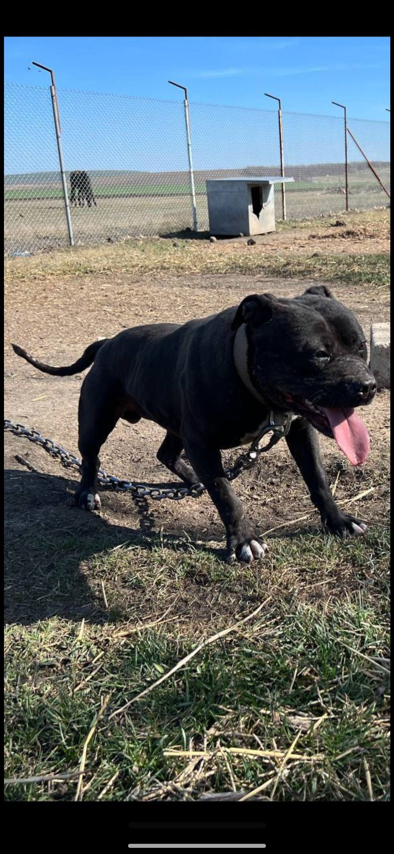 Photo of the dog