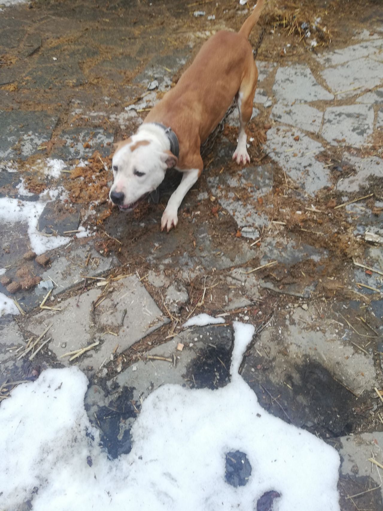 Photo of the dog