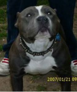 Photo of the dog