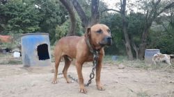 Photo of the dog