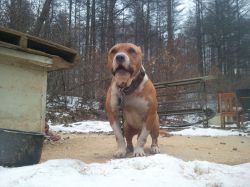 Photo of the dog