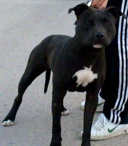 Photo of the dog