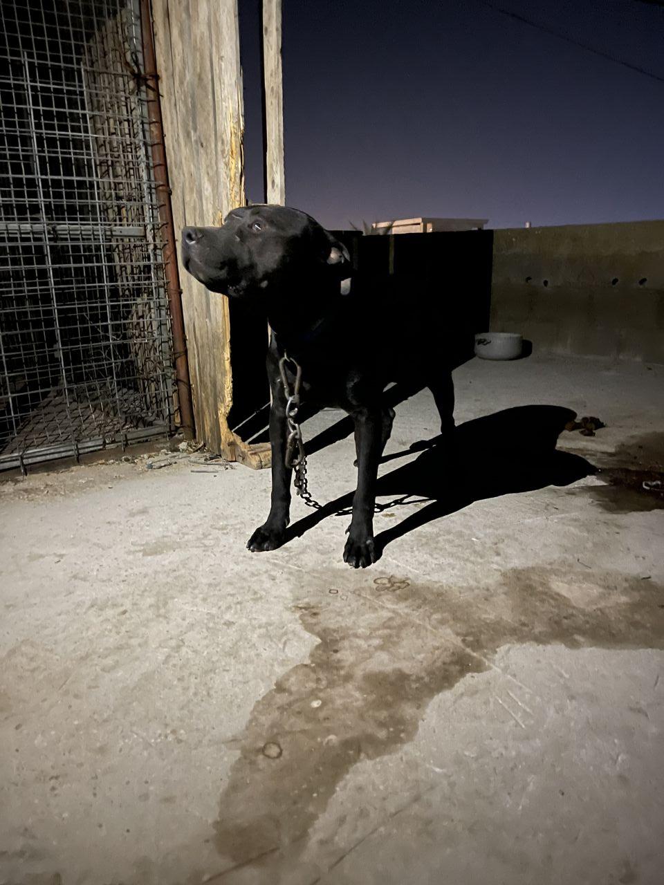 Photo of the dog