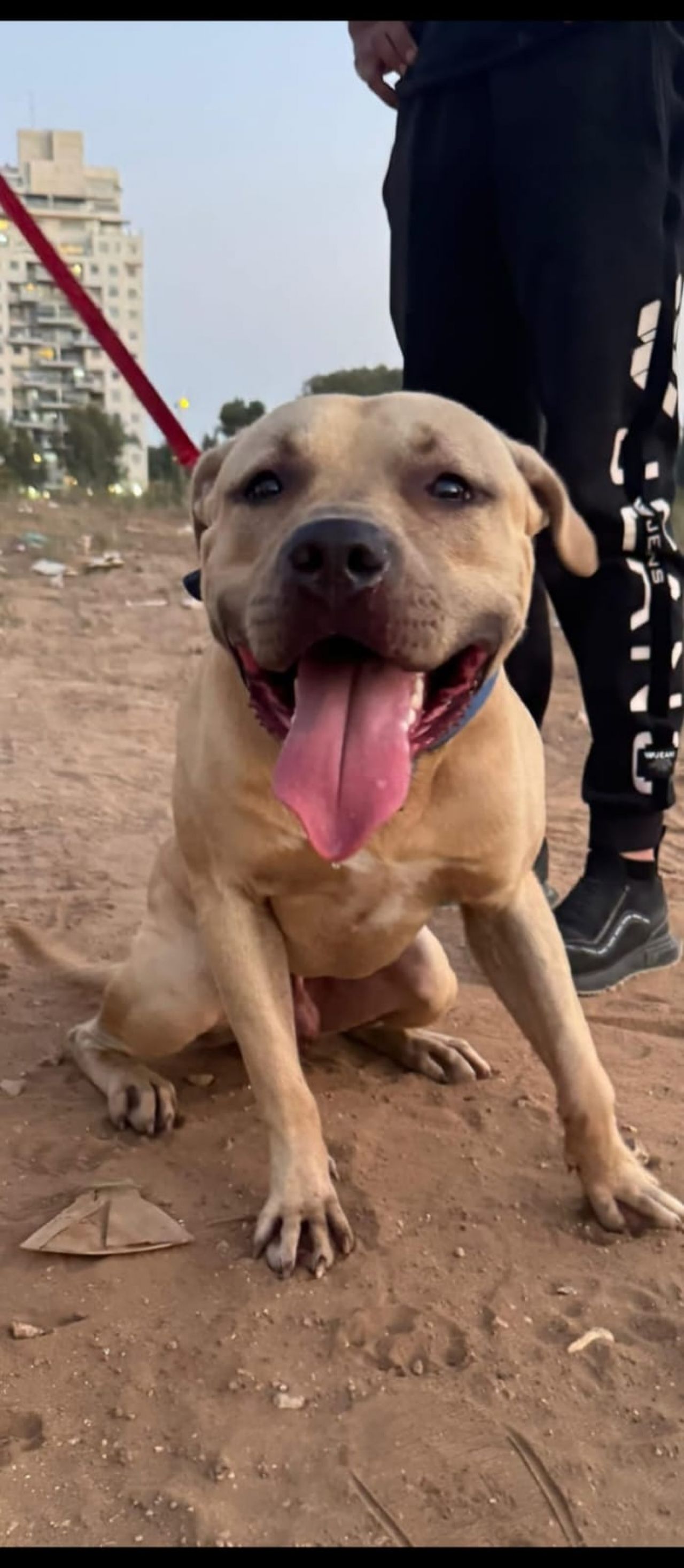 Photo of the dog