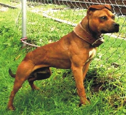 Photo of the dog