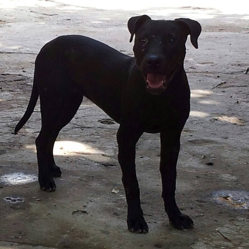 Photo of the dog