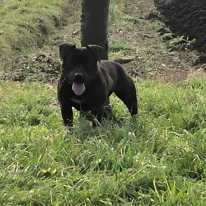 Photo of the dog
