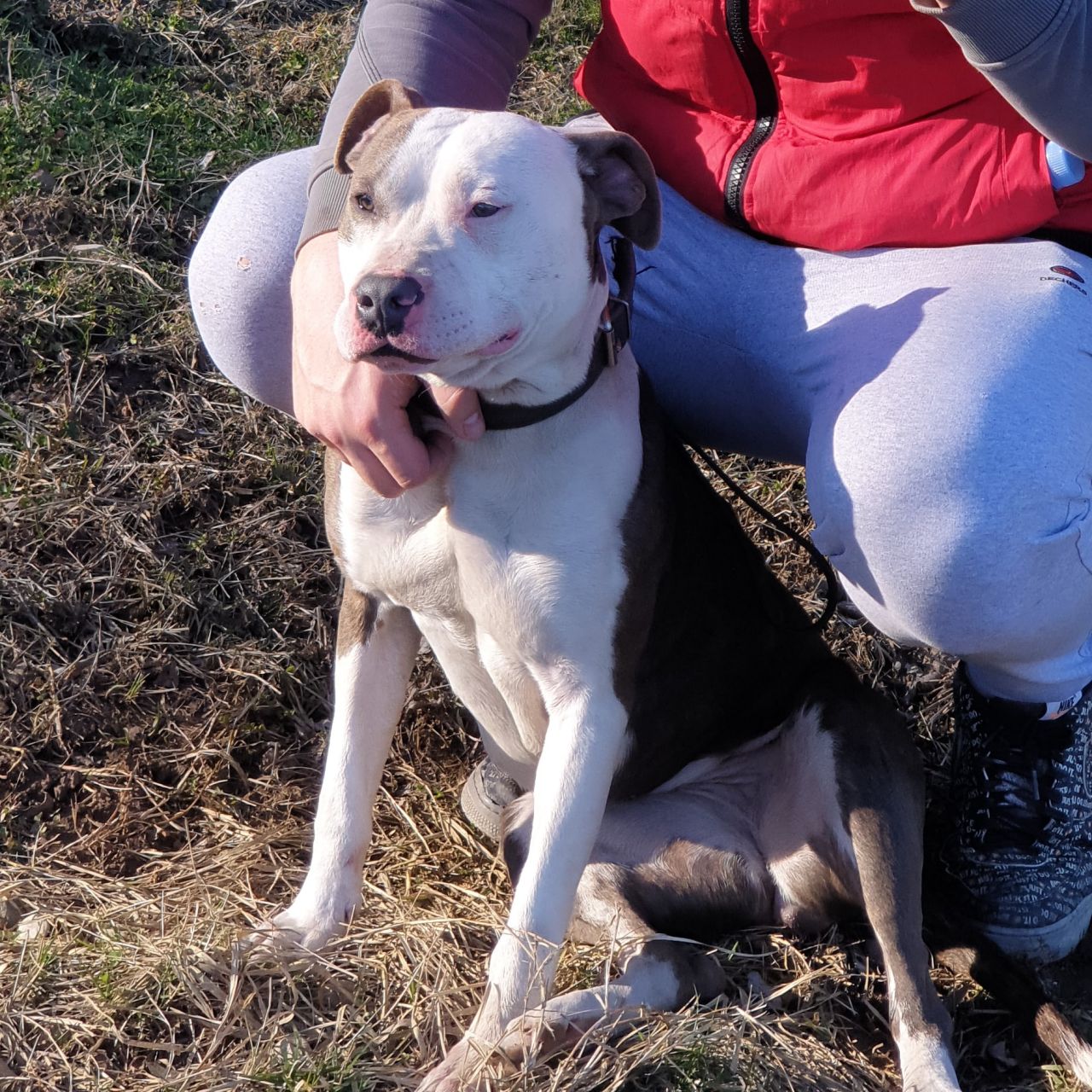 Photo of the dog