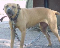 Photo of the dog