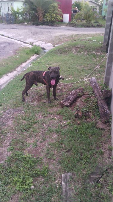 Photo of the dog